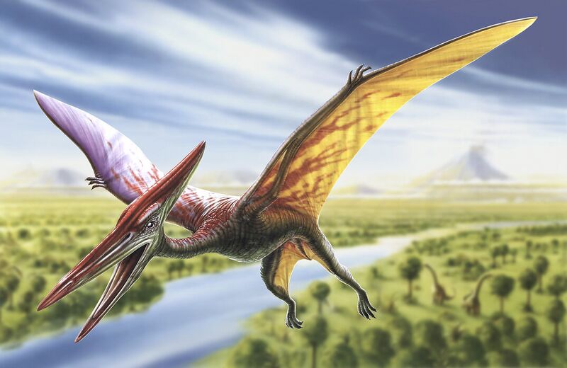 File:Pterophon.jpg
